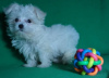 Photo №1. maltese dog - for sale in the city of Minsk | negotiated | Announcement № 42279
