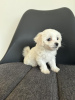 Additional photos: Maltese puppies