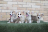 Additional photos: Welsh Corgi Pembroke puppies