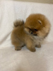 Photo №3. Pomeranian puppies for sale.. Germany