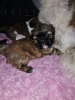 Photo №2 to announcement № 82236 for the sale of shih tzu - buy in United States private announcement