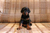 Photo №1. dobermann - for sale in the city of Kishinev | 158702$ | Announcement № 73896