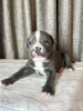 Photo №1. american staffordshire terrier - for sale in the city of Москва | 1106$ | Announcement № 120920