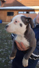 Photo №4. I will sell american staffordshire terrier in the city of Čelarevo.  - price - negotiated