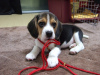 Photo №1. beagle - for sale in the city of Валлетта | 423$ | Announcement № 58300