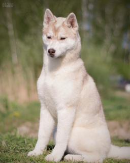 Photo №2 to announcement № 6666 for the sale of siberian husky - buy in Russian Federation from nursery