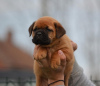 Additional photos: Bordeaux mastiff