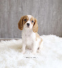 Photo №1. english cocker spaniel - for sale in the city of Mainz | 422$ | Announcement № 99573