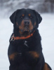 Photo №1. rottweiler - for sale in the city of St. Petersburg | Is free | Announcement № 97014