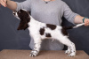 Photo №3. English Springer Spaniel puppy. Ukraine