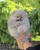 Photo №2 to announcement № 100839 for the sale of pomeranian - buy in Serbia breeder