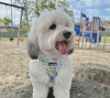 Photo №4. I will sell havanese dog in the city of Leipzig. private announcement - price - 528$