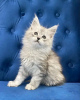 Photo №1. maine coon - for sale in the city of Rapperswil-Jona | 423$ | Announcement № 118300