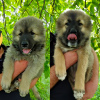 Photo №1. caucasian shepherd dog - for sale in the city of Kharkov | 257$ | Announcement № 13128