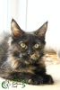Photo №1. maine coon - for sale in the city of St. Petersburg | 246$ | Announcement № 19432