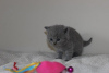 Photo №2 to announcement № 100291 for the sale of british shorthair - buy in Germany 