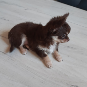 Photo №2 to announcement № 5255 for the sale of chihuahua - buy in Belarus breeder