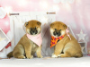 Photo №2 to announcement № 40518 for the sale of shiba inu - buy in Belarus from nursery, breeder