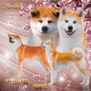 Photo №1. akita - for sale in the city of Novosibirsk | negotiated | Announcement № 8786