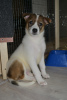 Photo №4. I will sell non-pedigree dogs in the city of Nizhny Novgorod. from the shelter - price - Is free