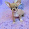 Photo №1. chihuahua - for sale in the city of Sofia | 370$ | Announcement № 124087