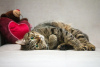 Photo №3. Monica the cat is looking for a home. Russian Federation