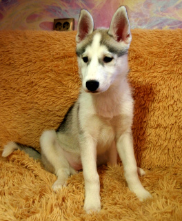 Photo №2 to announcement № 5720 for the sale of siberian husky - buy in Russian Federation breeder