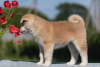 Additional photos: Akita-Inu puppies for sale