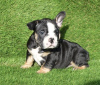 Photo №1. english bulldog - for sale in the city of Leicester | 651$ | Announcement № 13486