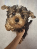 Additional photos: Yorkie puppy.