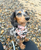 Photo №1. dachshund - for sale in the city of Berlin | 423$ | Announcement № 104014