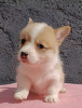 Photo №3. Pembroke Welsh Corgi puppies. Serbia