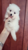 Additional photos: Japanese spitz puppies