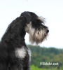 Additional photos: Miniature Schnauzer BEAUTIFUL puppies