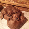 Photo №3. Mini Goldendoodle Puppies. United States