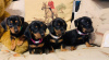 Photo №1. dachshund - for sale in the city of Гронинген | 438$ | Announcement № 13822