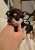 Additional photos: Chihuahua puppies