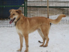 Photo №3. Tactful Alice is looking for a home.. Russian Federation
