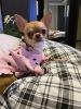 Photo №2 to announcement № 104810 for the sale of chihuahua - buy in Germany private announcement, breeder