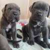 Photo №1. cane corso - for sale in the city of Berlin | 792$ | Announcement № 98898