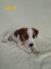 Photo №2 to announcement № 17420 for the sale of jack russell terrier - buy in Ukraine private announcement, from nursery