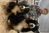 Photo №4. I will sell bernese mountain dog in the city of St. Petersburg. from nursery - price - negotiated
