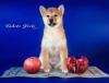 Photo №2 to announcement № 17979 for the sale of shiba inu - buy in Russian Federation private announcement