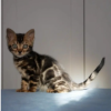 Photo №1. bengal cat - for sale in the city of Kiev | negotiated | Announcement № 95316