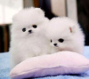 Photo №3. Beautiful Pomeranian puppies Business WhatsApp 37256348129. Finland