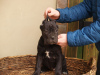 Photo №3. Cane Corso puppies for sale. Serbia