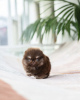 Photo №1. pomeranian - for sale in the city of Los Angeles | 300$ | Announcement № 86370
