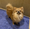 Additional photos: Pomeranian boy, 6 months old