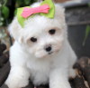 Photo №1. maltese dog - for sale in the city of Baden | 371$ | Announcement № 107538