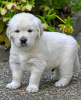 Photo №4. I will sell golden retriever in the city of Querfurt. private announcement - price - 400$